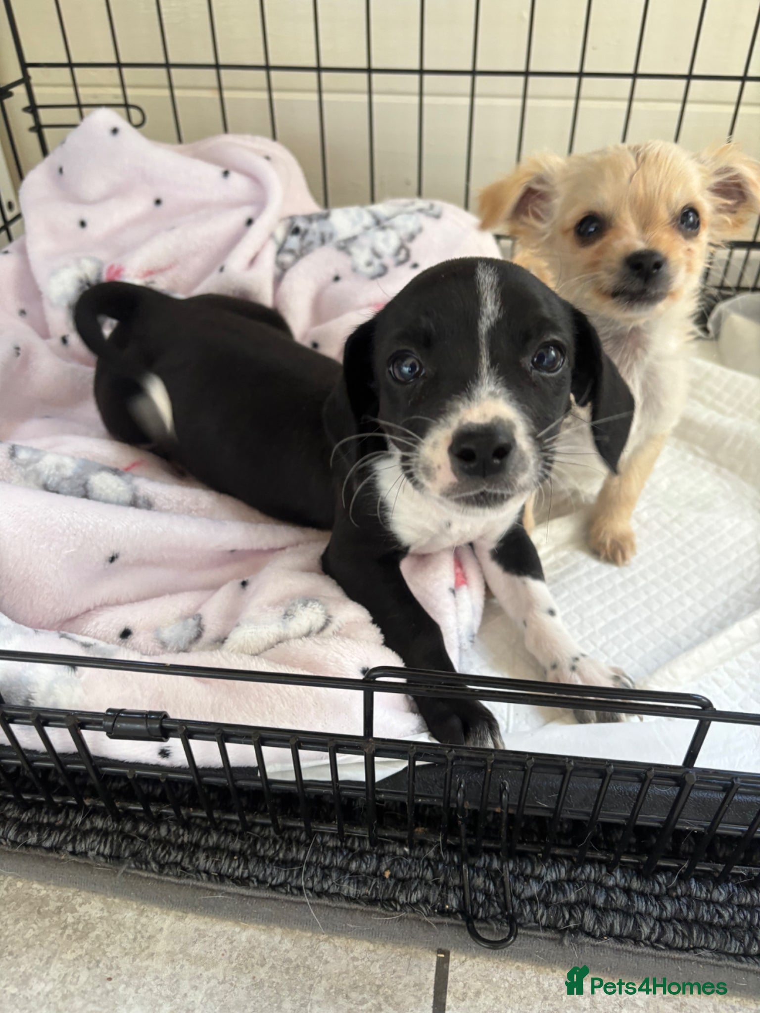 Mixed Breed dogs CHIHUAHUA PUPS AVAILABLE READY TODAY ! - Advert 6