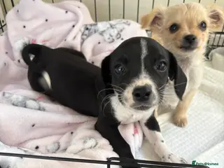 Mixed Breed dogs CHIHUAHUA PUPS AVAILABLE READY TODAY ! - Advert 6
