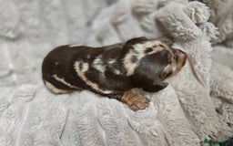 Miniature Dachshund dogs for sale: Dapple miniature dachshund - Image 4