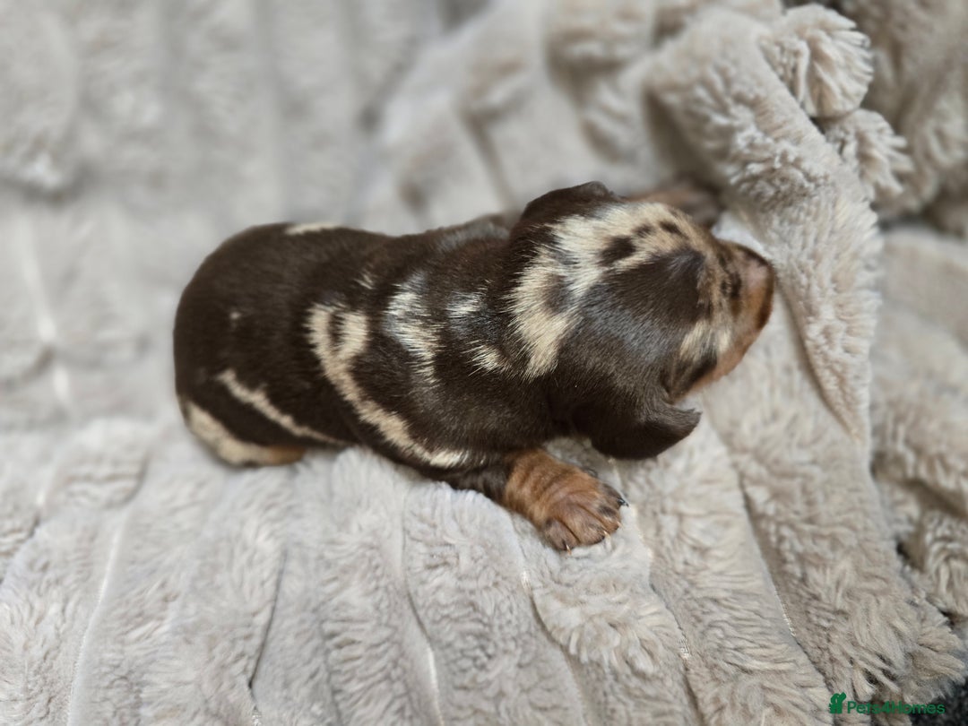 Miniature Dachshund dogs for sale: Dapple miniature dachshund - Image 4