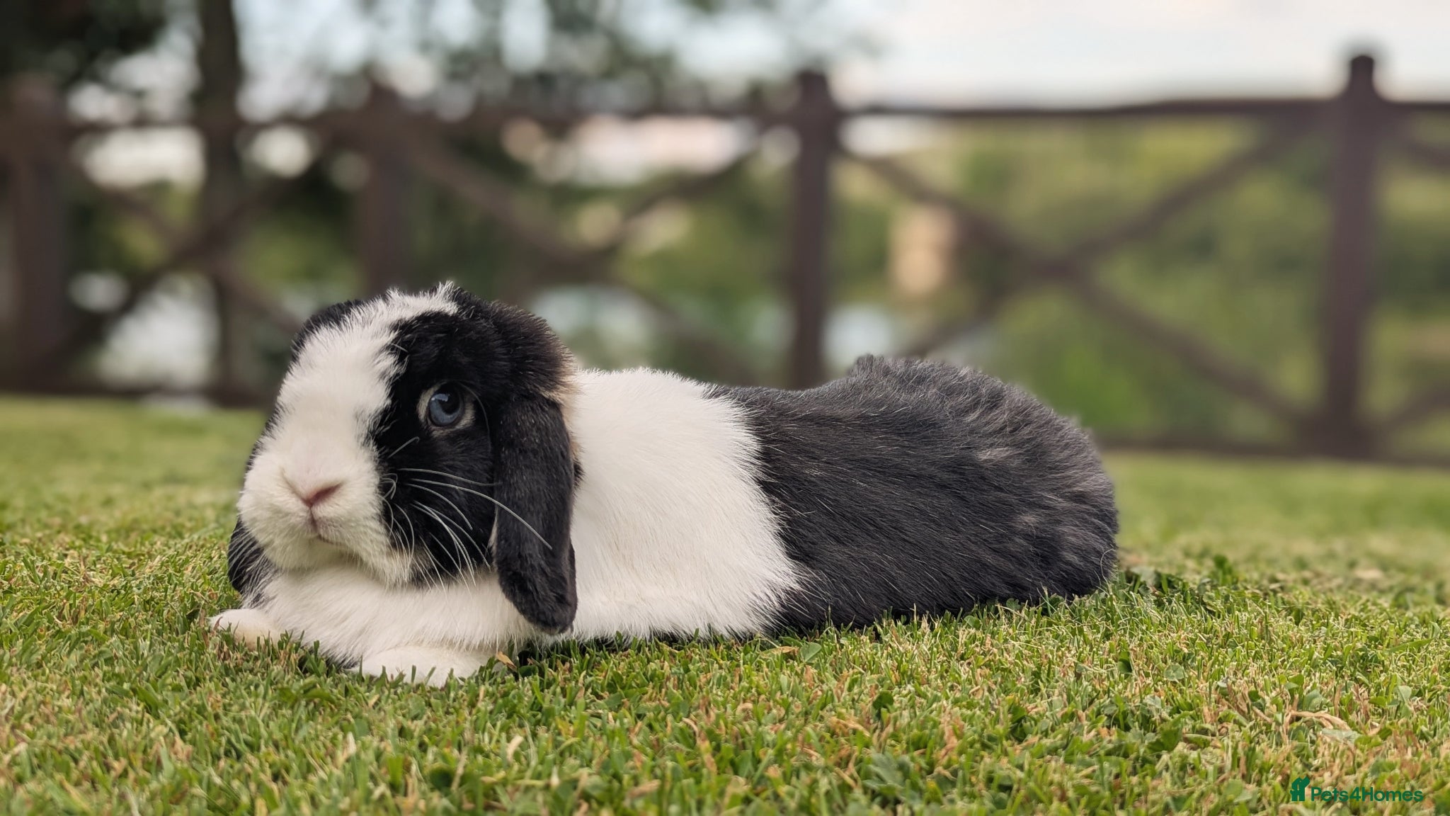 Mini Lop rabbits for sale: 🐇 Loving Home Wanted for Our Beautiful Bunny 🐇 - Advert 1