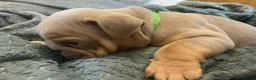 English Bulldog dogs for sale: Rare opportunity- grandpups of Burleybullz Nemesis - Advert 8