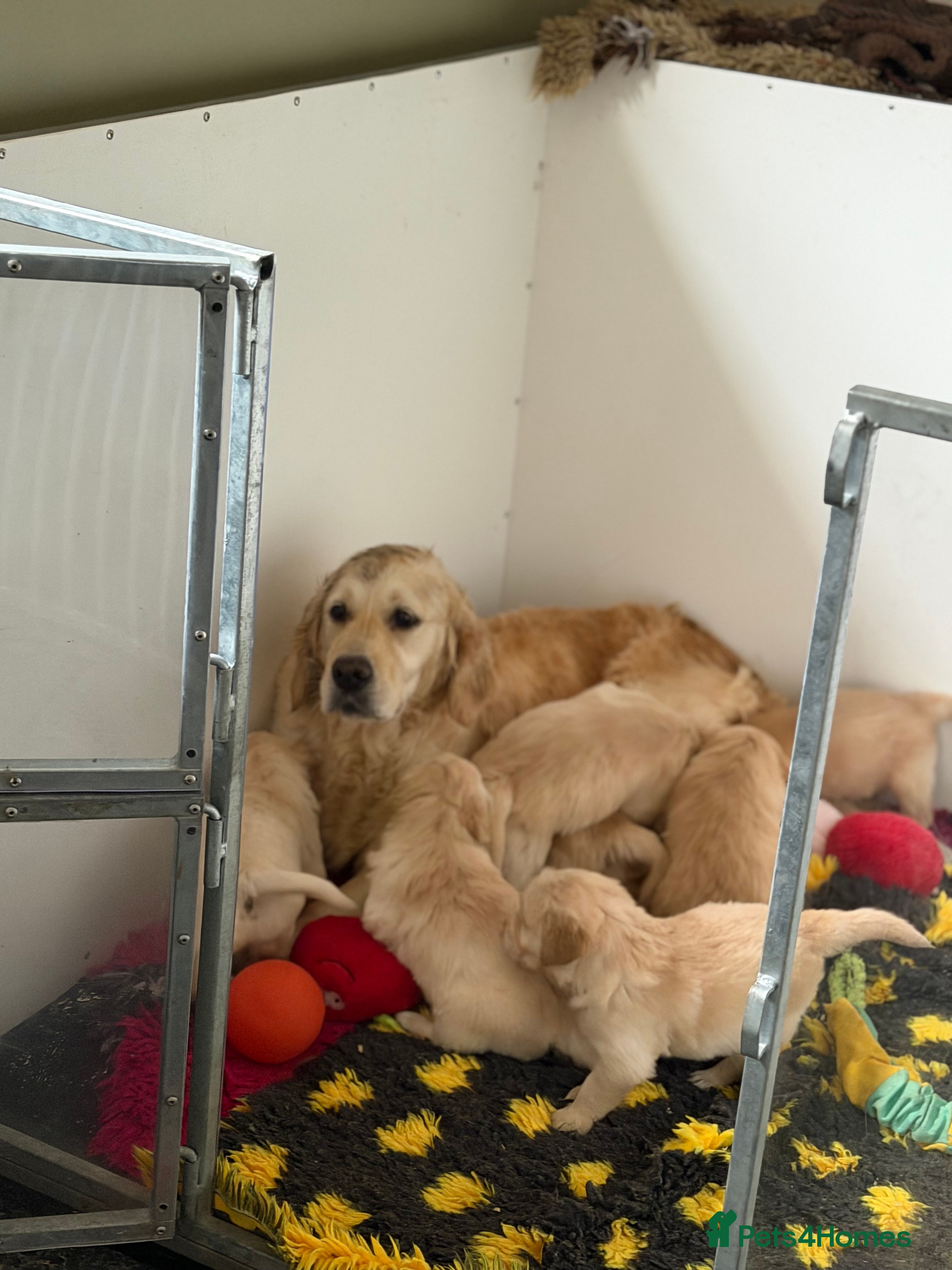 Golden Retriever dogs Golden Retriever puppies  - Advert 1