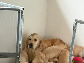 Golden Retriever dogs Golden Retriever puppies - Advert 1