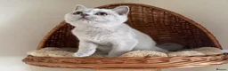 British Shorthair cats for sale: 🐾 Fawn British Shorthair  🐾 - Advert 10