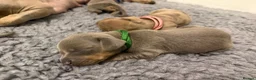 Dachshund dogs for sale: Dachshund in London - Advert 5