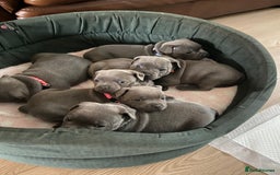 Staffordshire Bull Terrier dogs for sale: solid blues - Image 10