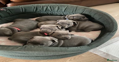 Staffordshire Bull Terrier dogs - Advert 10