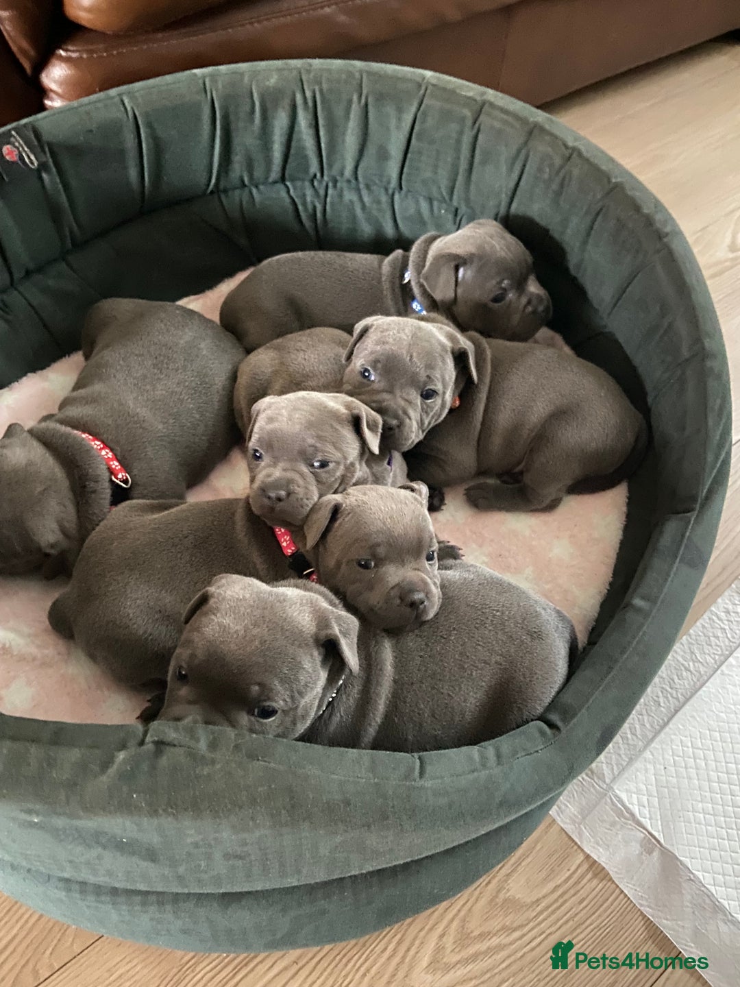 Staffordshire Bull Terrier dogs for sale: solid blues - Image 10