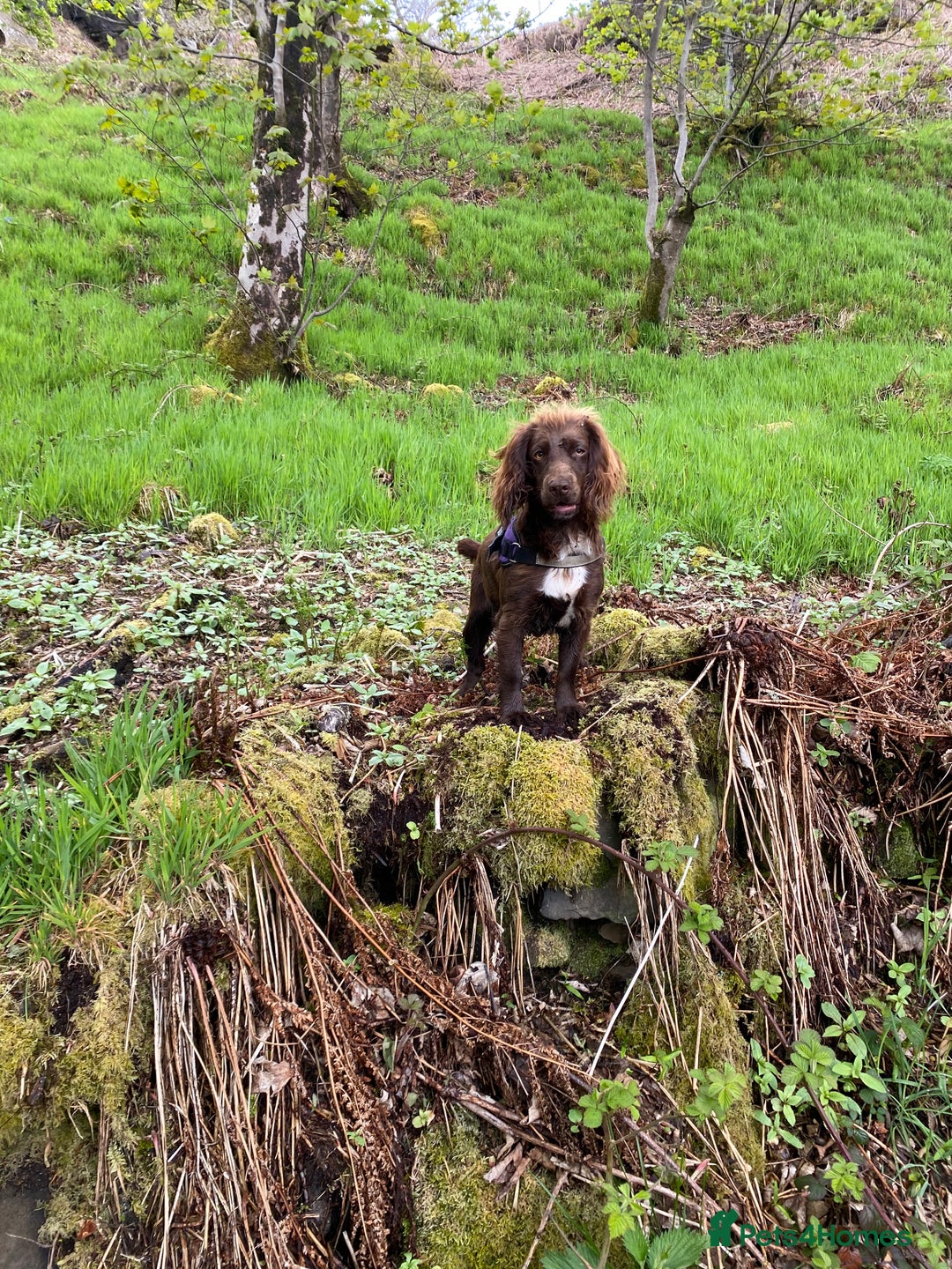 Cocker Spaniel dogs for sale: Lilah female spade cocker spaniel seeking rehoming - Advert 15