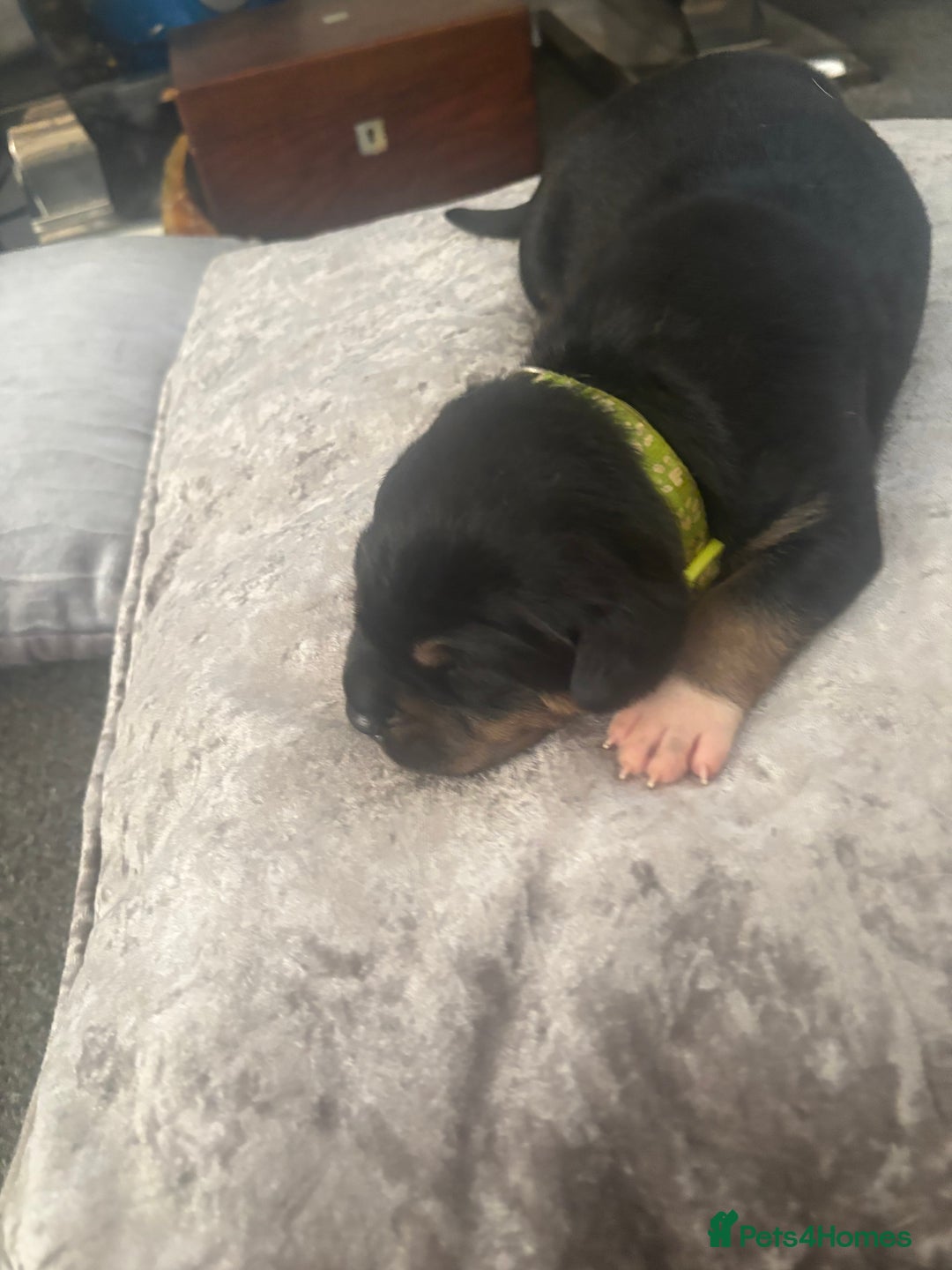 Mixed Breed dogs for sale: My surprise litter - Advert 8