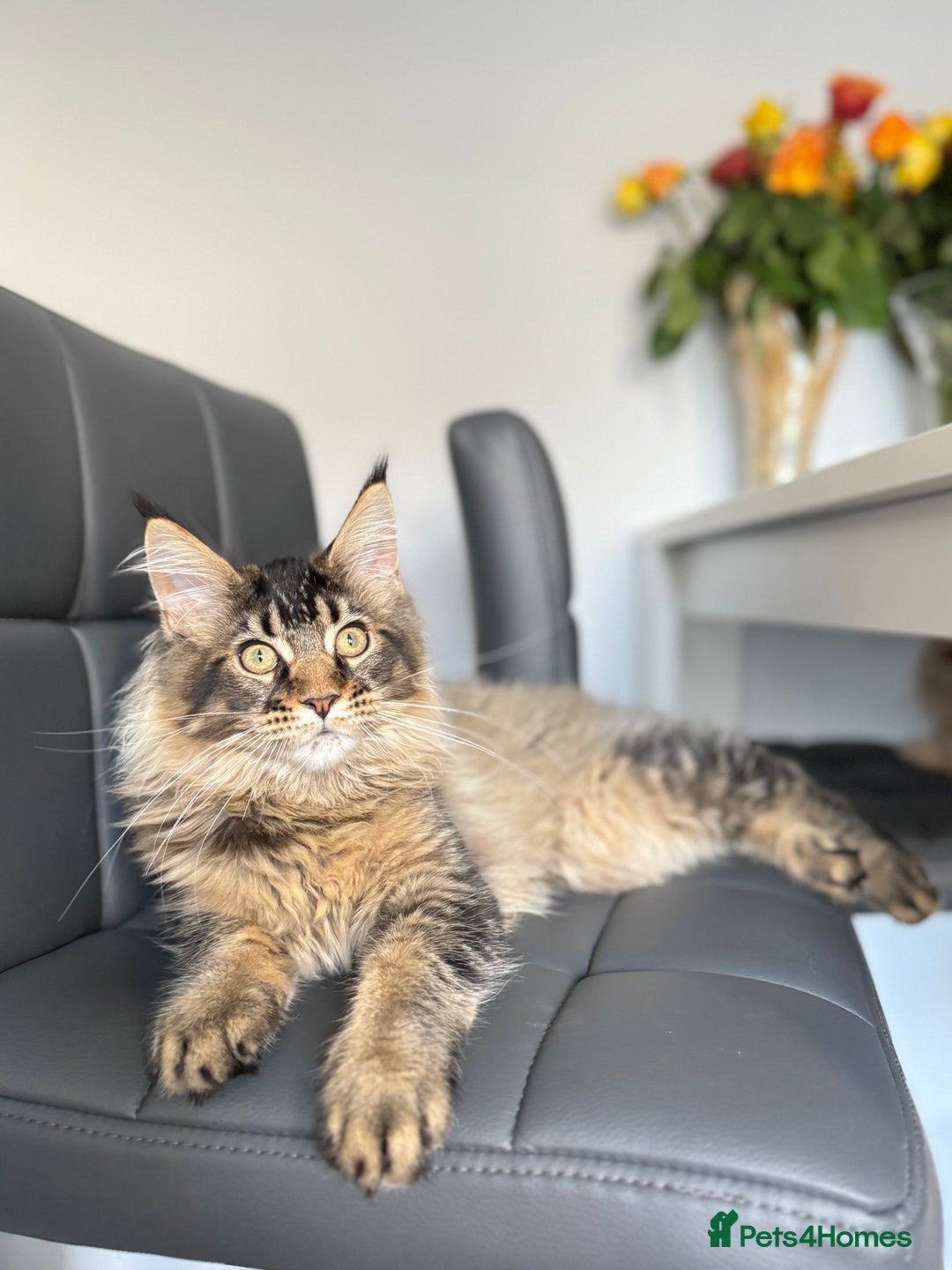 Maine Coon cats for sale: Perfect Maine Coons - Advert 4