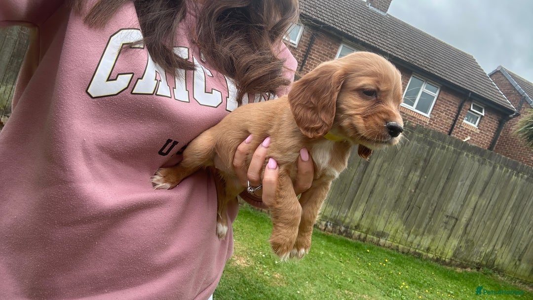 Cocker Spaniel dogs for sale: KC registered Red Cocker Spaniel Pups  - Image 13