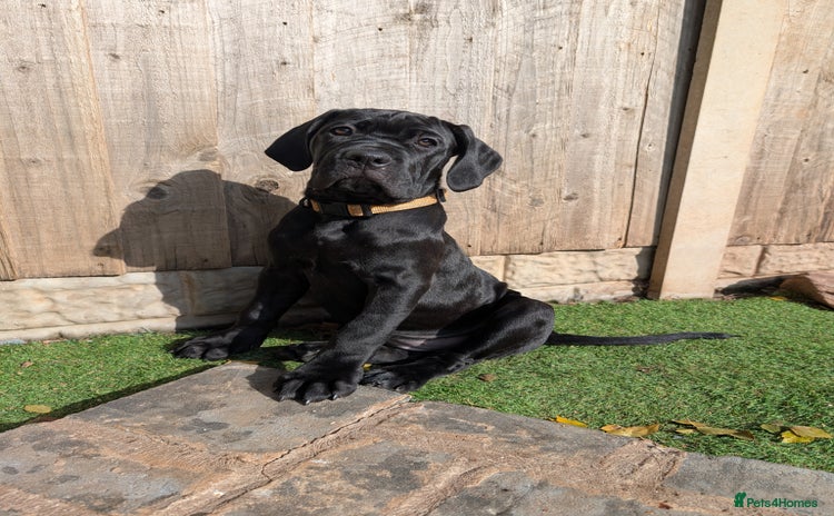 Cane Corso dogs - Advert 15