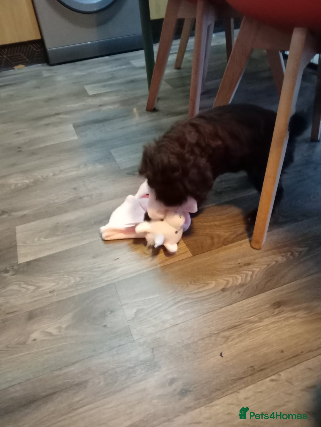 Cavapoo dogs for sale: LITTLE GIRL READY FOR NEW HOME NOW - Advert 10