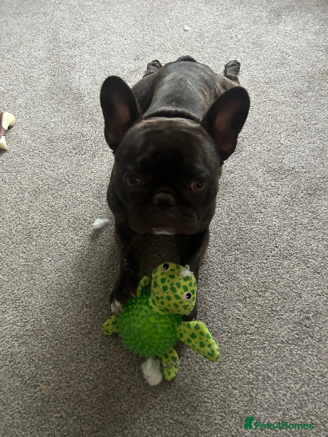 French Bulldog dogs for sale: 1 male and 2 female French Bulldogs for sale - Image 12