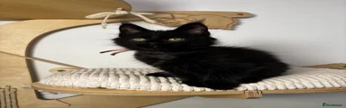 Maine Coon 3 solid black