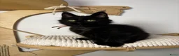 Maine Coon cats for sale: 3 Adorable female maine coon kittens  - Advert 6