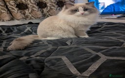 Mixed Breed cats for sale: Kittens - Image 5