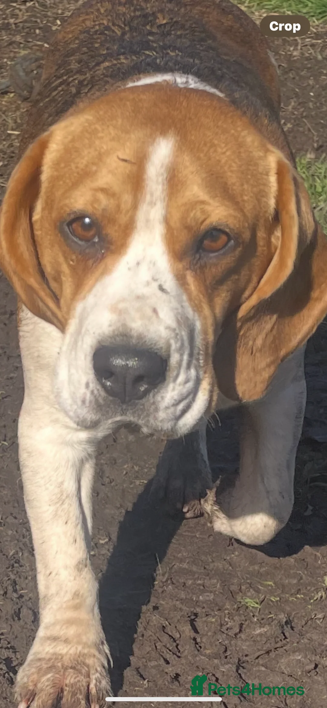 Beagle dogs for sale: 2x female tri kc reg beagles - Advert 1