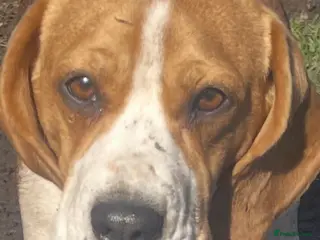 Beagle dogs 2x female tri kc reg beagles - Advert 4