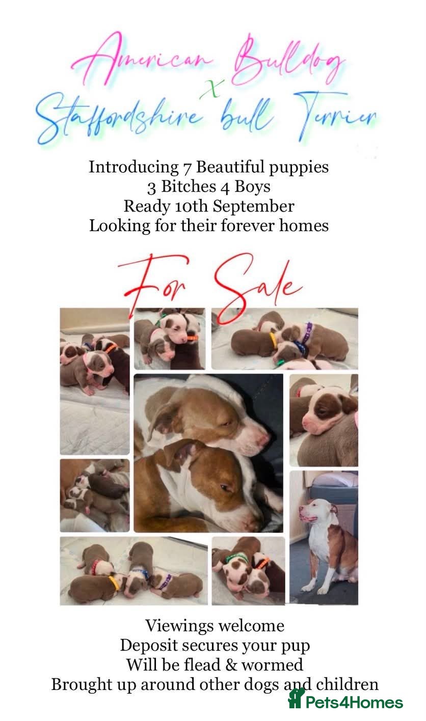 Mixed Breed dogs Stunning litter of 7 - Advert 4