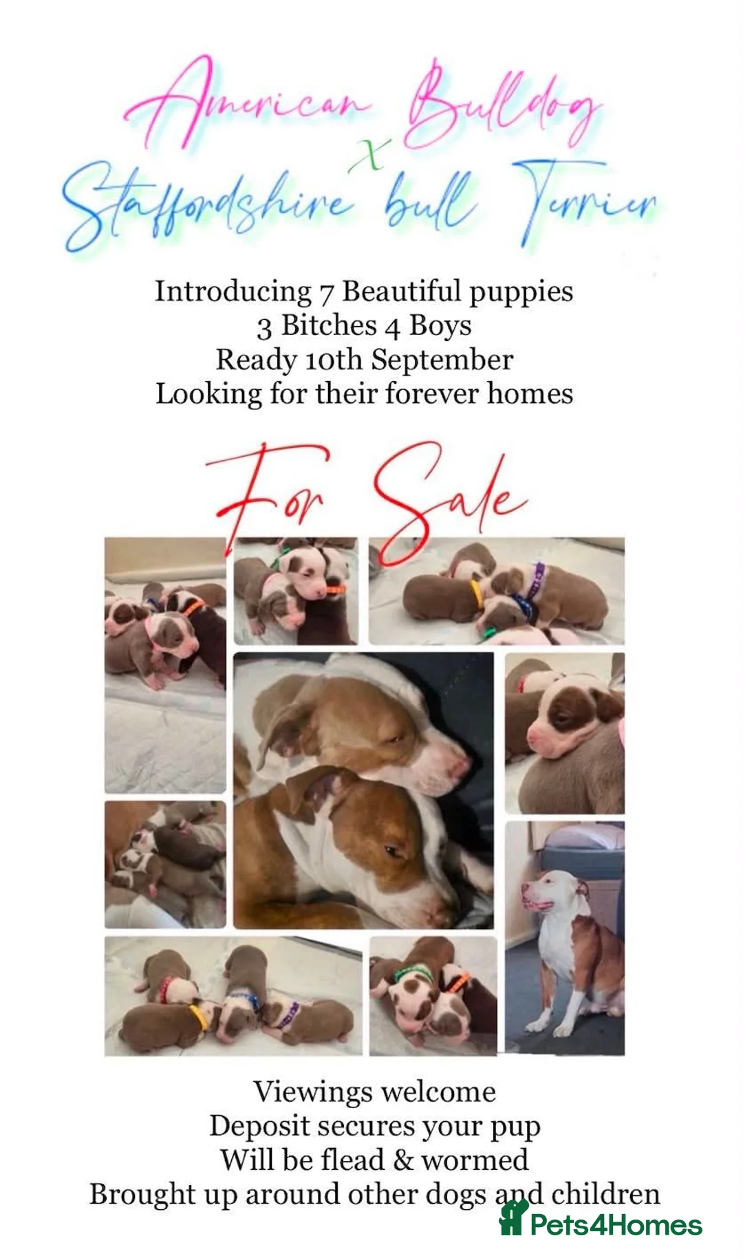Mixed Breed dogs for sale: Stunning litter of 7 - Advert 1