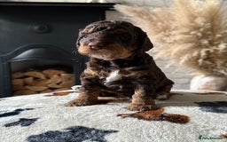 Cockapoo dogs for sale: Not Just Any Cockapoo Puppies – The Special Few - Image 33