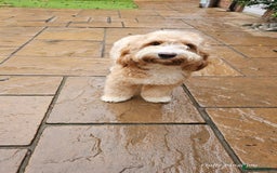 Cocker Spaniel dogs for stud: Hip0/0 Elbow 0/0 🌟Australian Labradoodle  - Advert 20