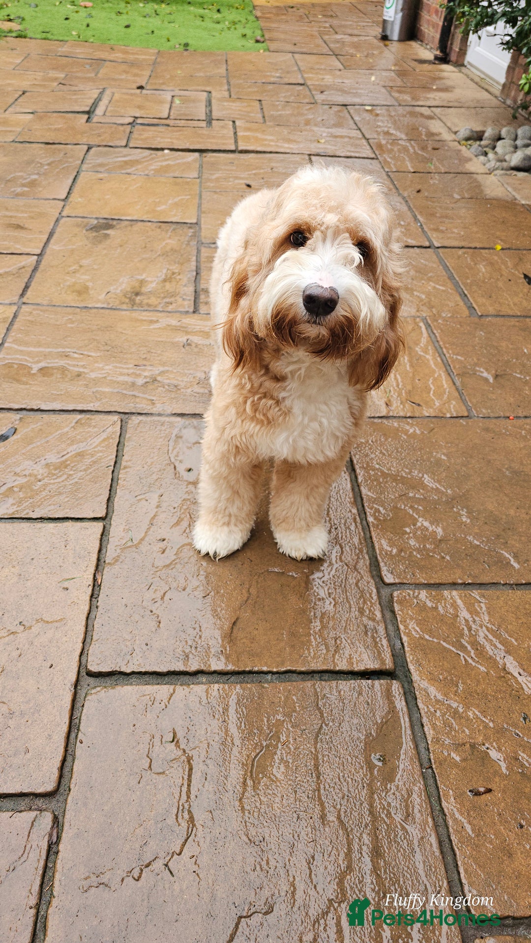 Cocker Spaniel dogs for stud: Hip0/0 Elbow 0/0 🌟Australian Labradoodle  - Advert 20