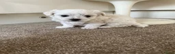 Maltese dogs for sale: Pedigree Maltese puppies in Derby - Advert 4