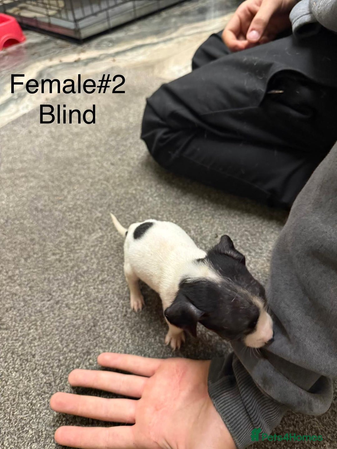 Jack Russell dogs for sale: Puppies  - Advert 5