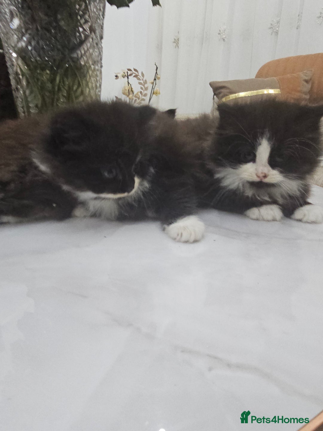 Persian cats for sale: Adorable half perian kittens available now,  - Advert 5