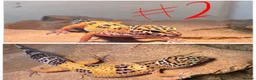 Leopard Gecko reptiles for sale: Baby leopard geckos! in Leighton Buzzard - Advert 3