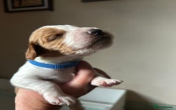 Welsh Springer Spaniel dogs for sale: Kc reg Welsh springer spaniel male puppies - Image 23