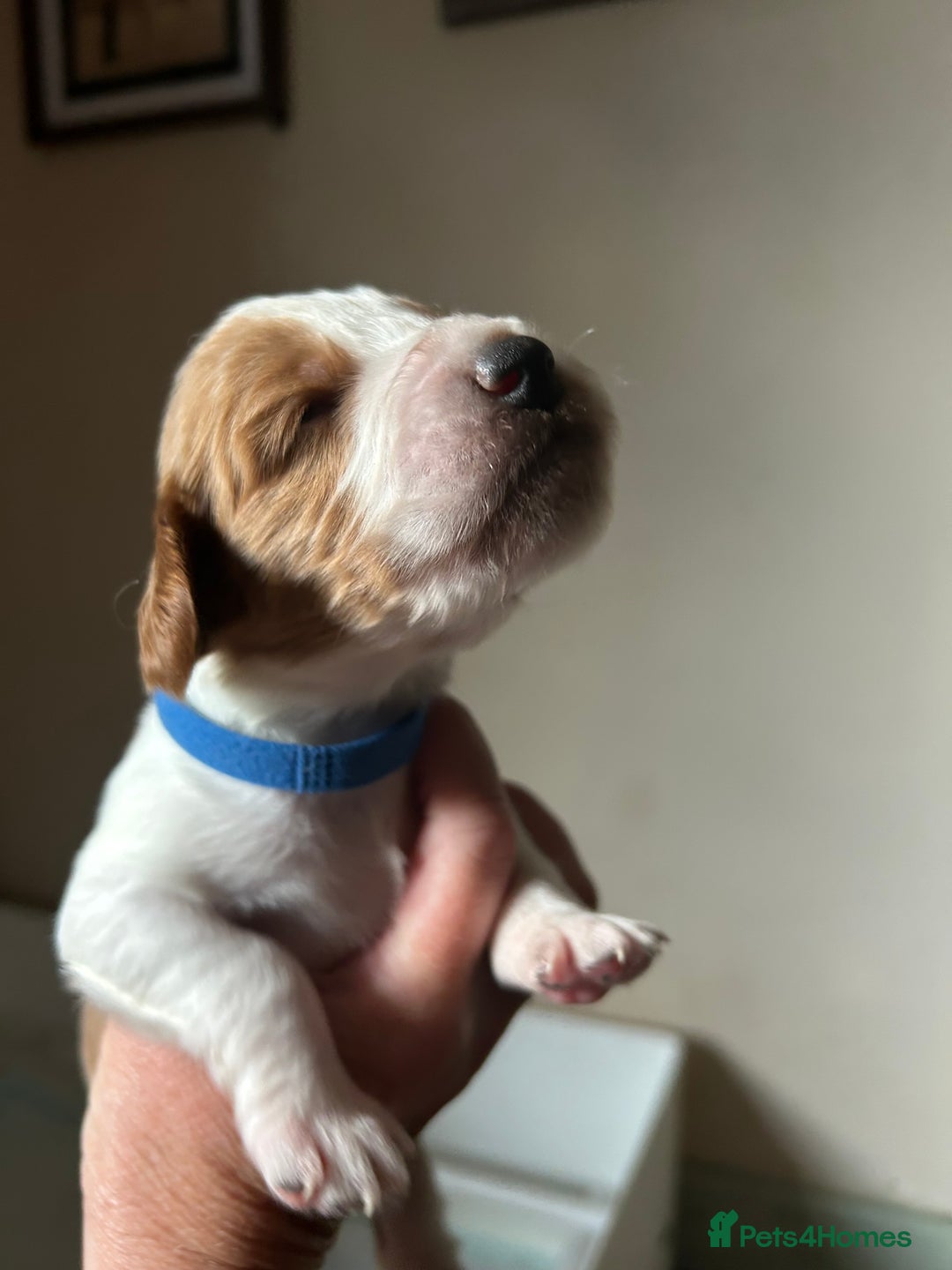 Welsh Springer Spaniel dogs for sale: Kc reg Welsh springer spaniel male puppies - Image 23