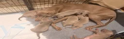 Weimaraner dogs for sale: Wonderful KC Reg Weimaraner Puppies x 6  - Advert 16