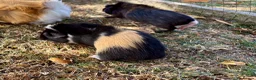 Guinea Pig rodents for sale: 3 Baby Guinea pigs for sale - Advert 7