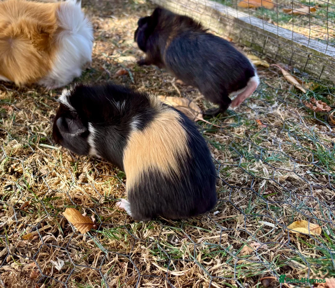 Guinea Pig rodents for sale: 3 Baby Guinea pigs for sale - Advert 7