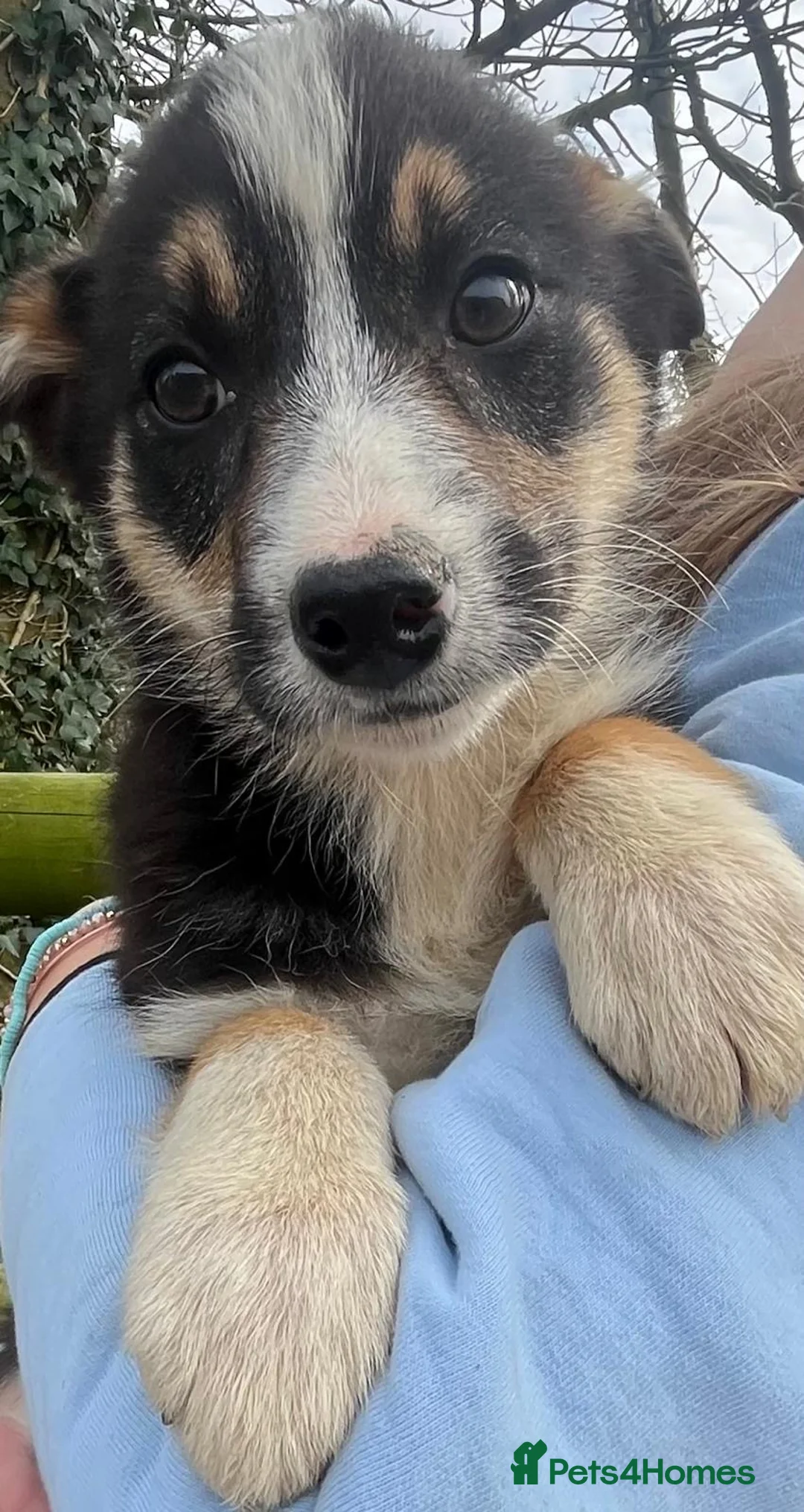 Border Collie dogs for sale: Border Collie Puppies for Sale  - Advert 2