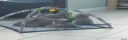 British Shorthair cats for sale: Gorgeous British short-hair kittens  - Advert 15