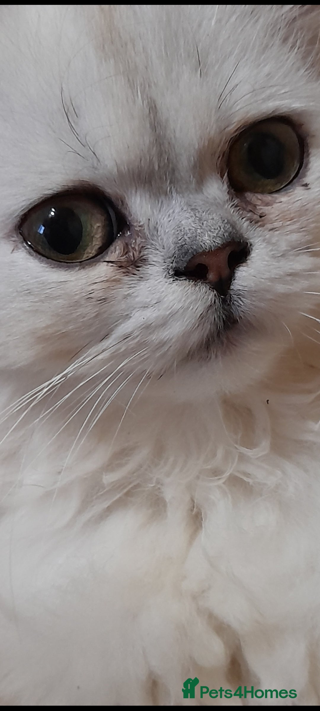 Persian cats for sale: Exceptional quality chinchilla persian kittens  - Advert 2