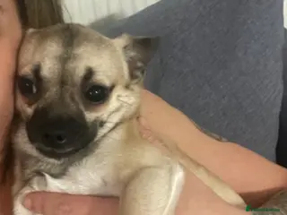 Chihuahua dogs chihuahua puppy - Advert 1