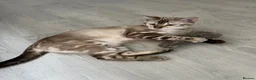 Bengal cats for sale: Yeyo. - Advert 15