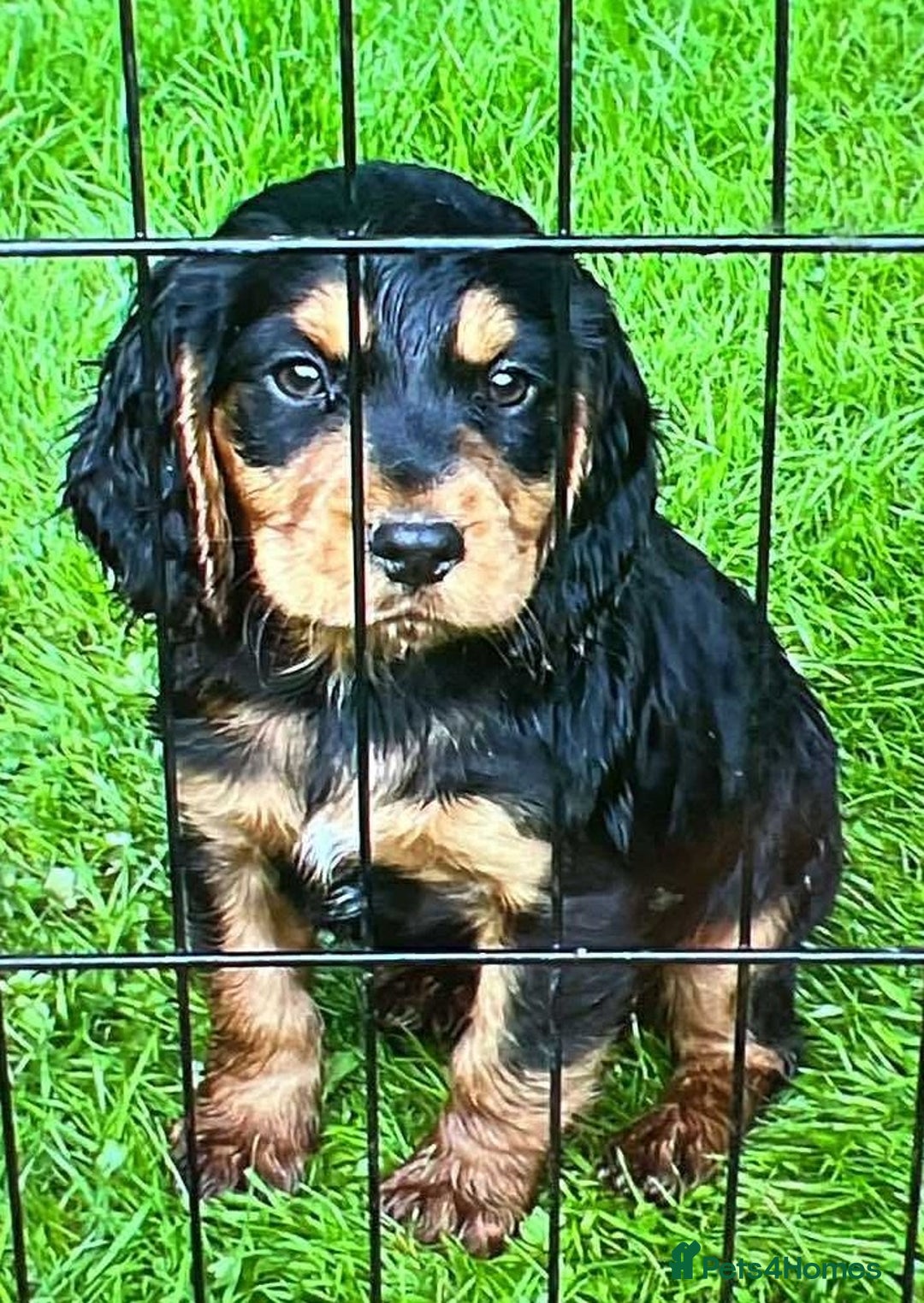 Working Cocker Spaniel Green Eyes Cocopup Dog Collar Monochrome