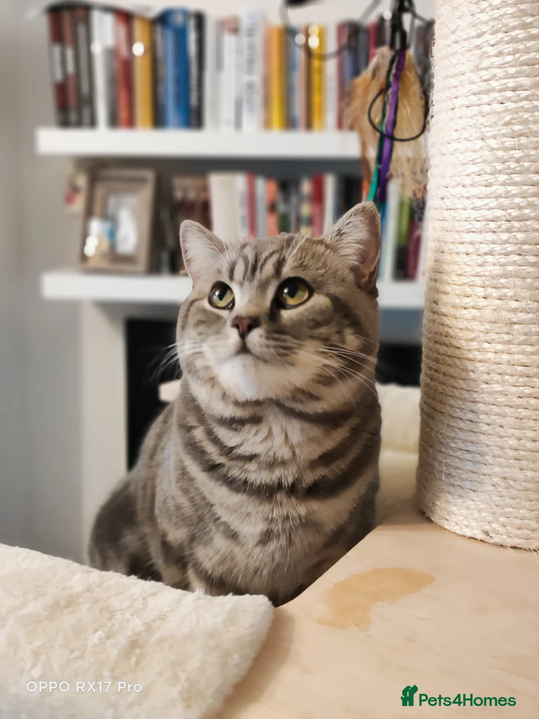 British Shorthair cats for stud: GCCF Registered Full pedigree Ready To Stud in London - Advert 4