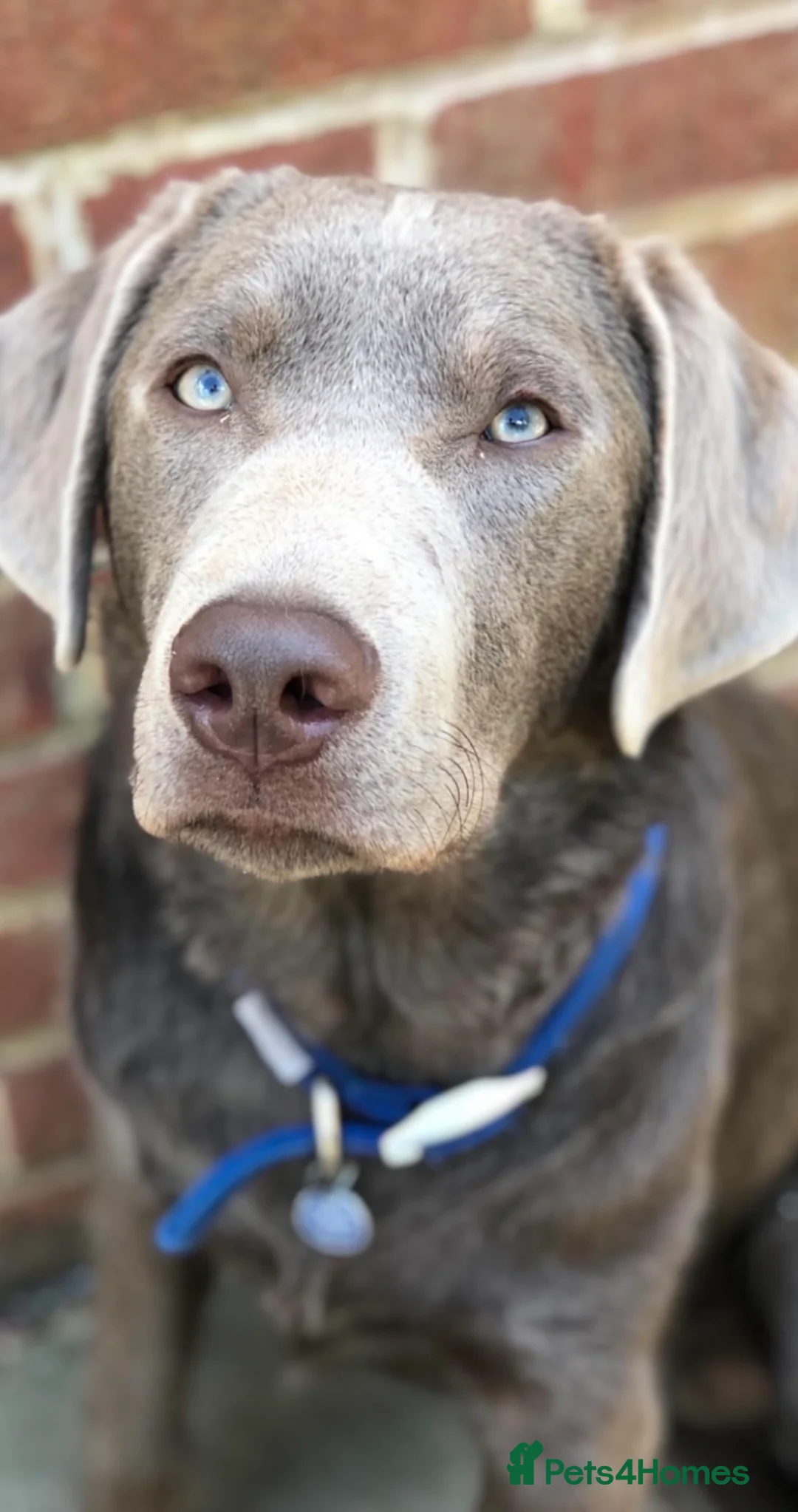 Labrador Retriever dogs for sale: Stunning pure pedigree silver labrador puppies - Advert 7