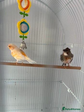 Canaries birds - Advert 6
