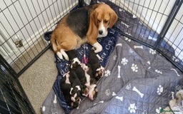 Beagle dogs for sale: Really cute beagle puppies !🐶🐶❤️ - Image 1
