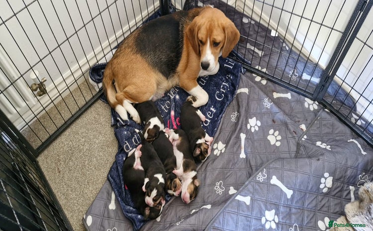 Beagle dogs - Advert 1